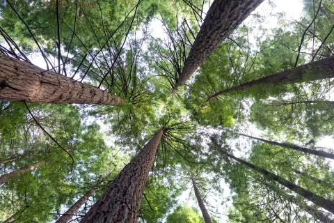 Tall tree forest, camera view from below Stock Photos