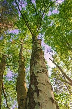 Tall Tree Forest Canopy Stock Photos