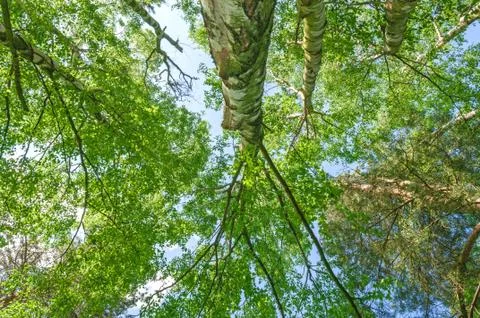 Tall Tree Forest Canopy Stock Photos