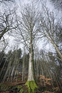 Tall tree in a forest in the fall Stock Photos