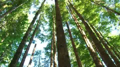 Tall Tree Forest 스톡 동영상 10771156
