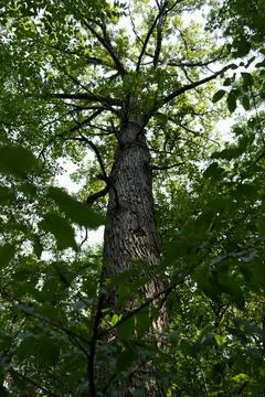 Tall tree in the forest Stock Photos