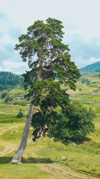Tall Tree in the forest Stock Photos