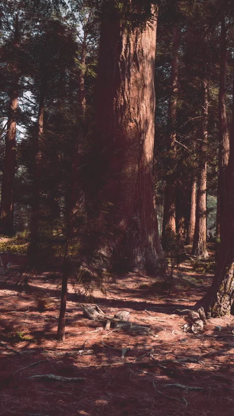 Tall tree in a forest with sunlight filtering through branches Stock Footage 340262488