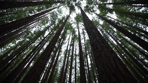Tall Tree Forest Tilt Down Stock Footage 84639329