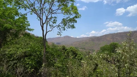 A Tall Tree in Front of the Valley Landscape of Erawan Nation Park Stock Footage 74290627