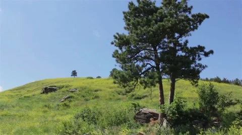 Tall Tree in Green Field Stock Footage 47745189