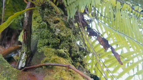 Tall tree green vibe Stock Footage 219489142