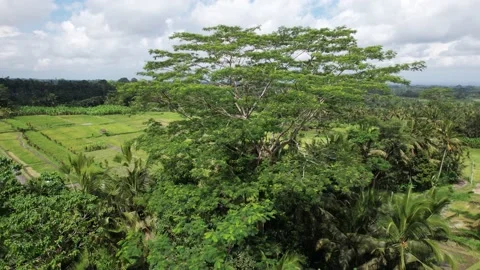 Tall tree grow at sunken line in middle of rice fields, aerial orbiting shot Video stock 201664011