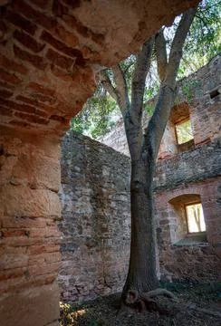 Tall tree grown inside old abandoned building 스톡 사진