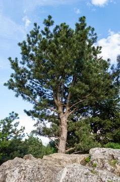 A tall tree that grows on a large stone Stock Photos