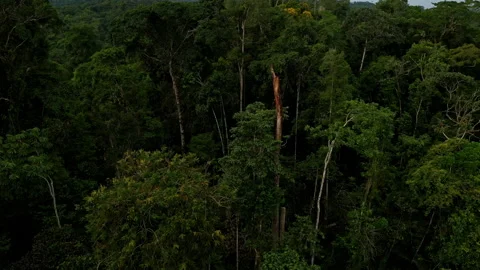 A tall tree has been broken and the broken stump is visible Stock Footage 236785917