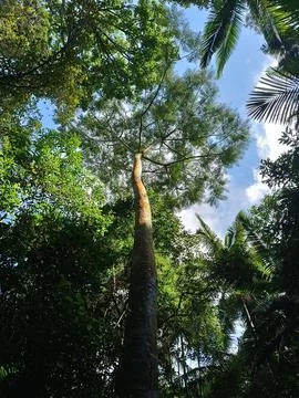 Tall Tree in the Jungle Stock Photos