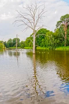 Tall tree in a lake 스톡 사진