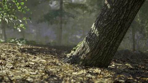Tall tree leaning on forest floor covered with fallen leaves Stock Illustration