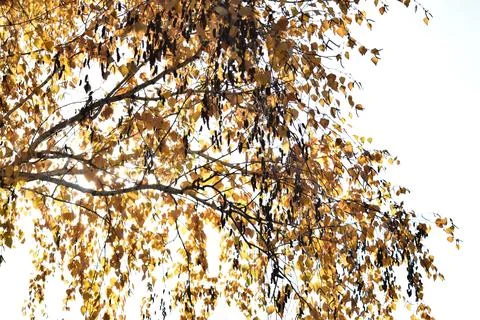 Tall tree with leaves Stock Photos