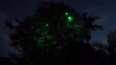 Tall tree lit by green spotlights against a dark night sky Stock Footage 345540385