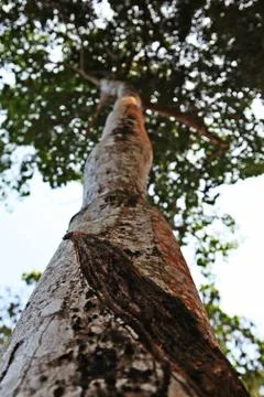 Tall tree from the low angle Stock Photos