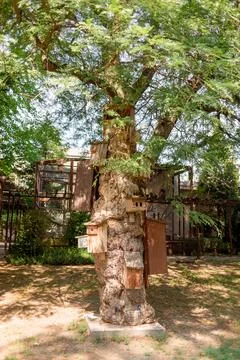 Tall tree with many nests for various birds Stock Photos