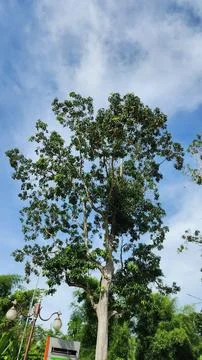 A tall tree in the middle of a garden with fresh green leaves against a blue sky Stock Photos