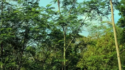 Tall tree in the middle of a lush forest Stock Footage 235411602