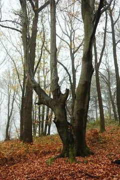 Tall tree with mossy trunk and broken branch standing on a slope covered with Stock Photos