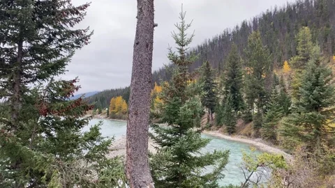 Tall Tree, mountains background. Stock Footage 253154645