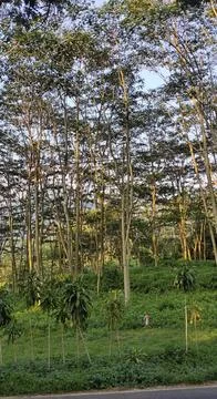 Tall tree in the mountains 库存照片