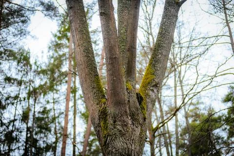 A tall tree with multiple trunks extends toward the sky, covered in rough bark Stock Photos
