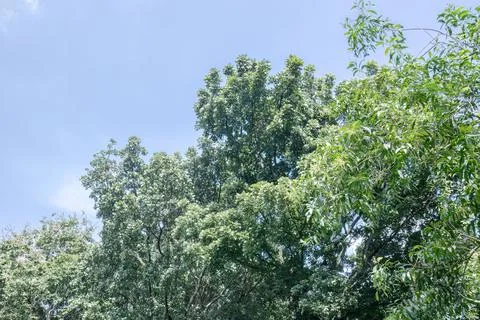 Tall Tree with Open Sky Space and Soft White Cloud. Stock Photos