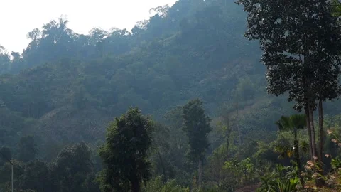 Tall Tree Overlooking Misty Forested Mountain Hills Stock Footage 329840640