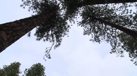 Tall Tree Pan Stock Footage 46696517