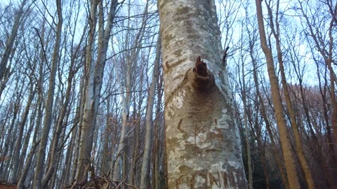 Tall Tree Perspective from Ground – Forest Sky View 4K Stock Footage 329917389