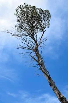 Tall tree Stock Photos