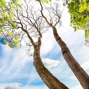 Tall tree Stock Photos