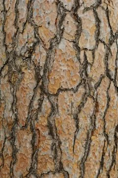 Tall tree Stock Photos