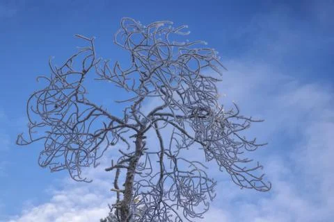 Tall tree Stock Photos