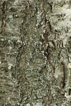 Tall tree Stock Photos