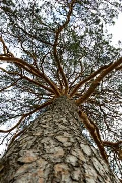 Tall tree Stock Photos