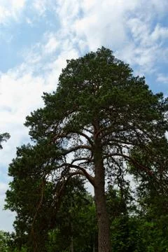 Tall tree Stock Photos