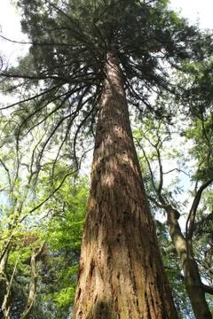 Tall tree Stock Photos