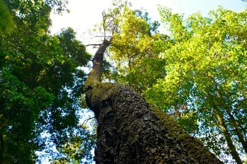 Tall Tree Stock Photos