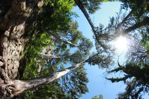 Tall tree Stock Photos