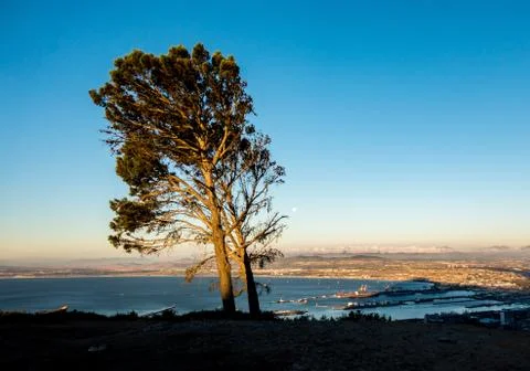 Tall tree Stock Photos