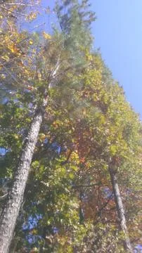 Tall tree 스톡 사진