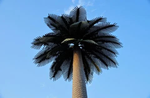 Tall tree Stock Photos