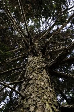 Tall Tree Stock Photos