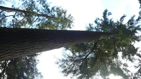 Tall Tree Stock Photos