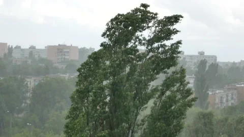 A tall tree in the rain, with a city in the background. Thunderstorm in summer Stock Footage 194646558