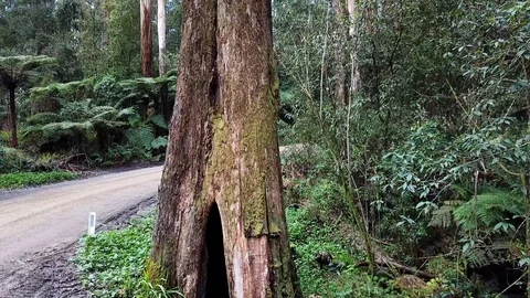 Tall tree in rainforest Stock Footage 99813510